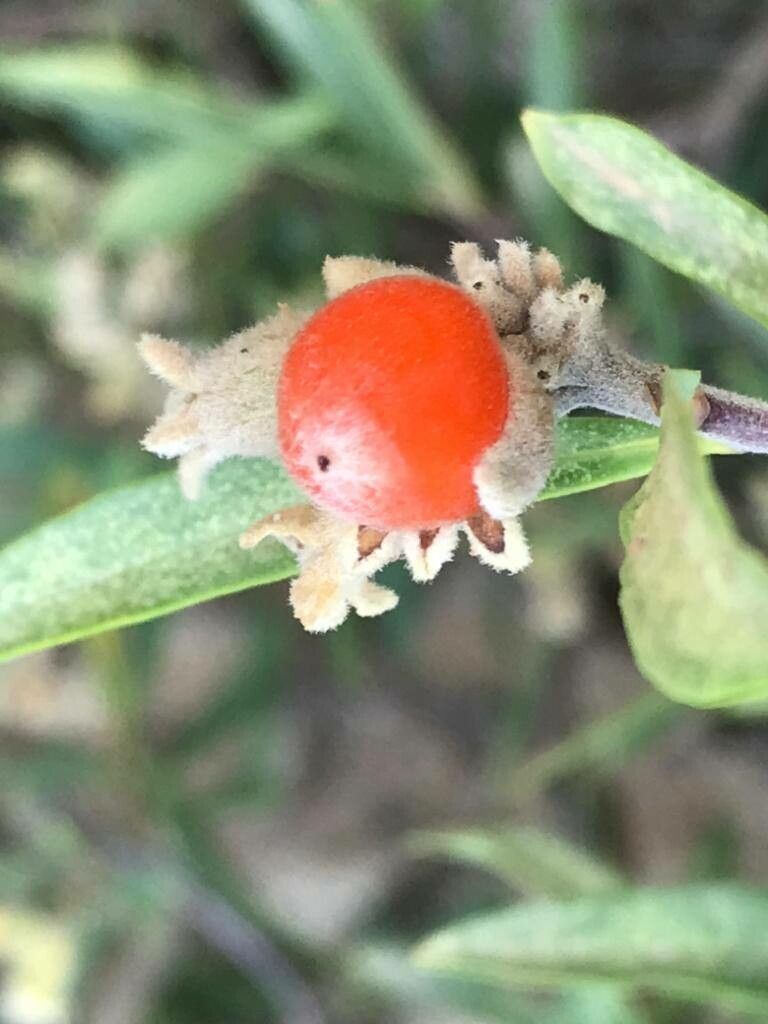 Daphne mucronata fruit