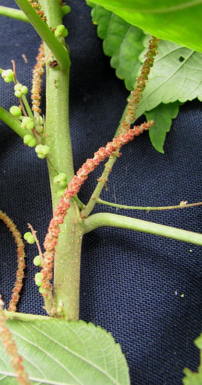 Acalypha villosa bark