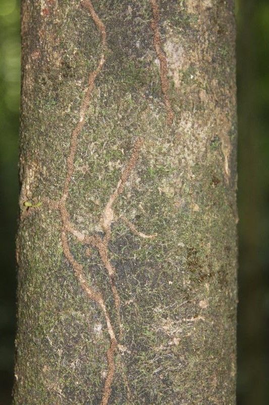 Casearia pitumba bark