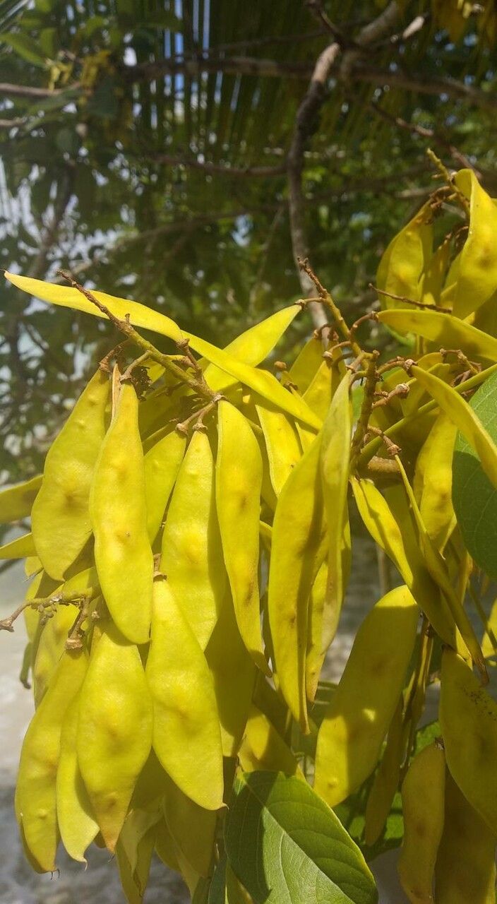 Lonchocarpus punctatus fruit