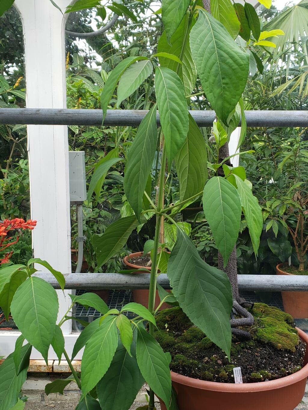 Suessenguthia multisetosa habit