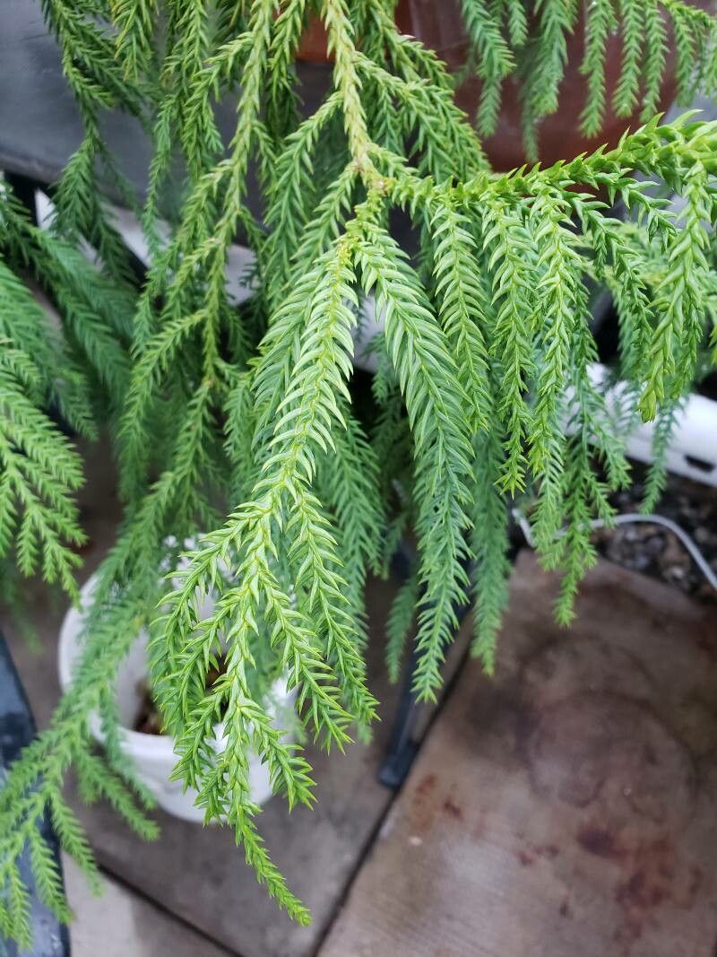 Taiwania cryptomerioides — search result for 'Cupressaceae'