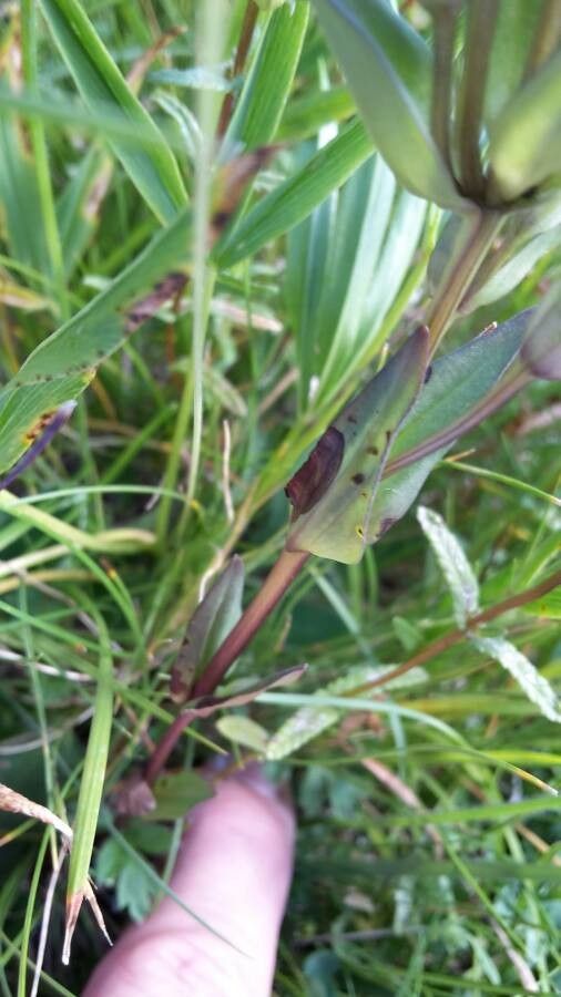 Gentianella ramosa leaf