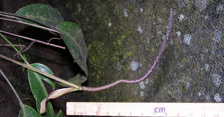 Anthurium austin-smithii bark