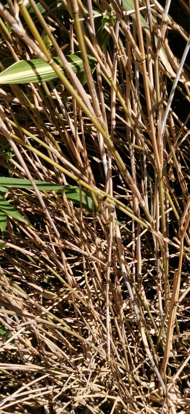 Sasaella masamuneana bark