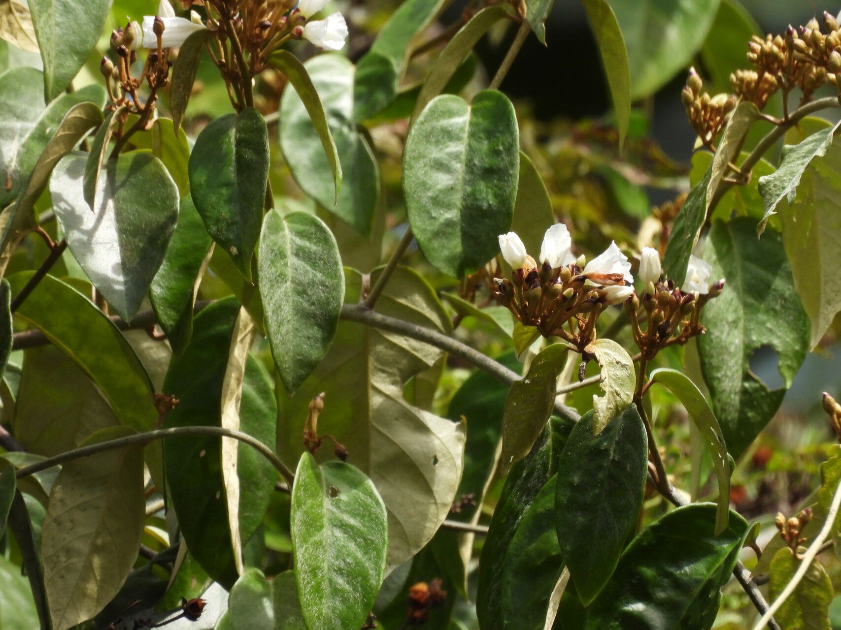 Bonamia maripoides flower