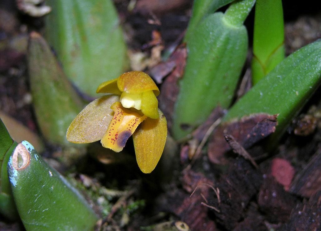 Mormolyca moralesii — related species from the same genus