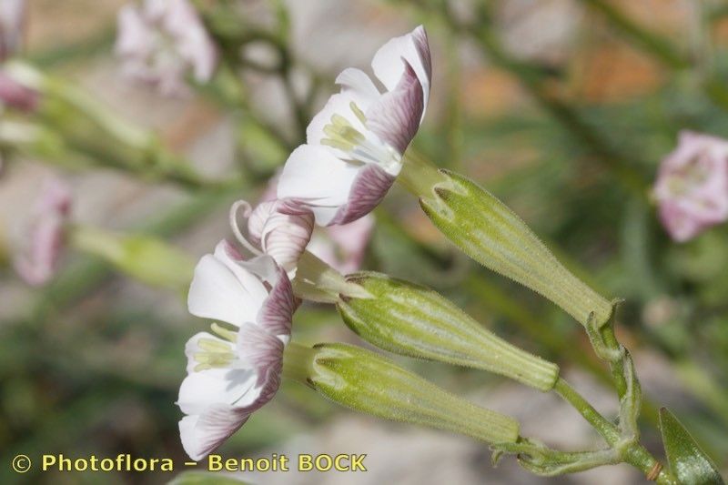 Silene rothmaleri flower