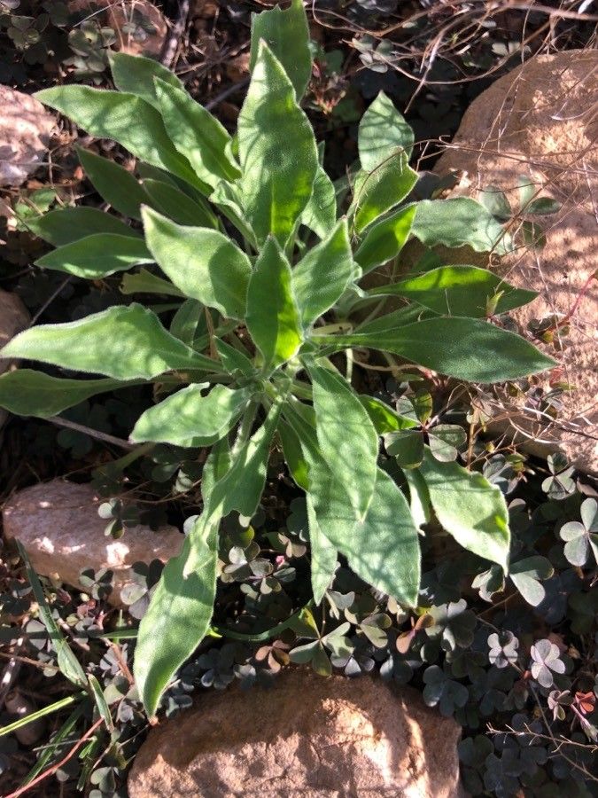 Silene andryalifolia — houseplant care guide