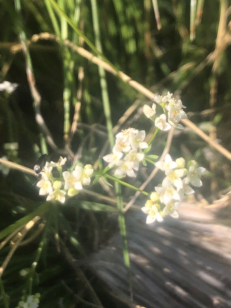 Galium papillosum flower