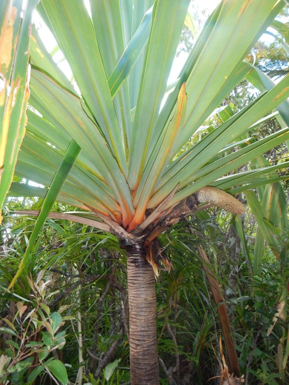 Pandanus aragoensis leaf