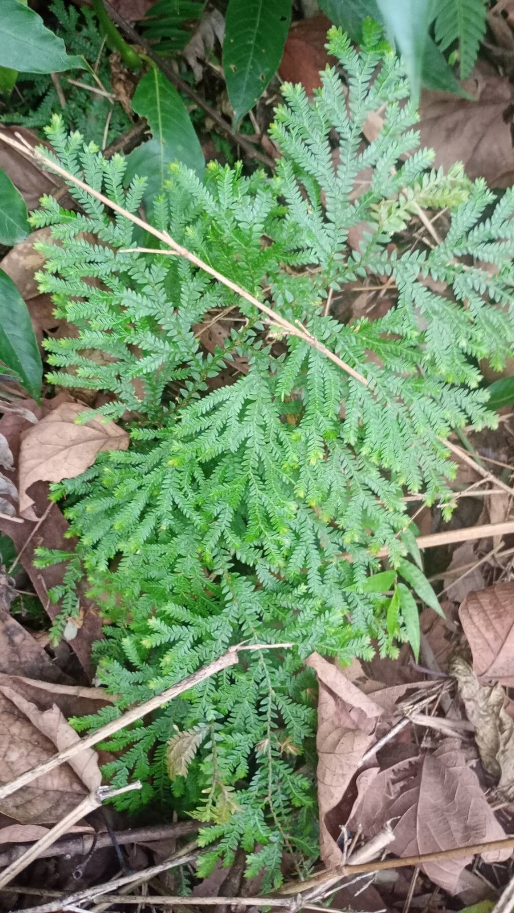 Selaginella conduplicata — houseplant care guide