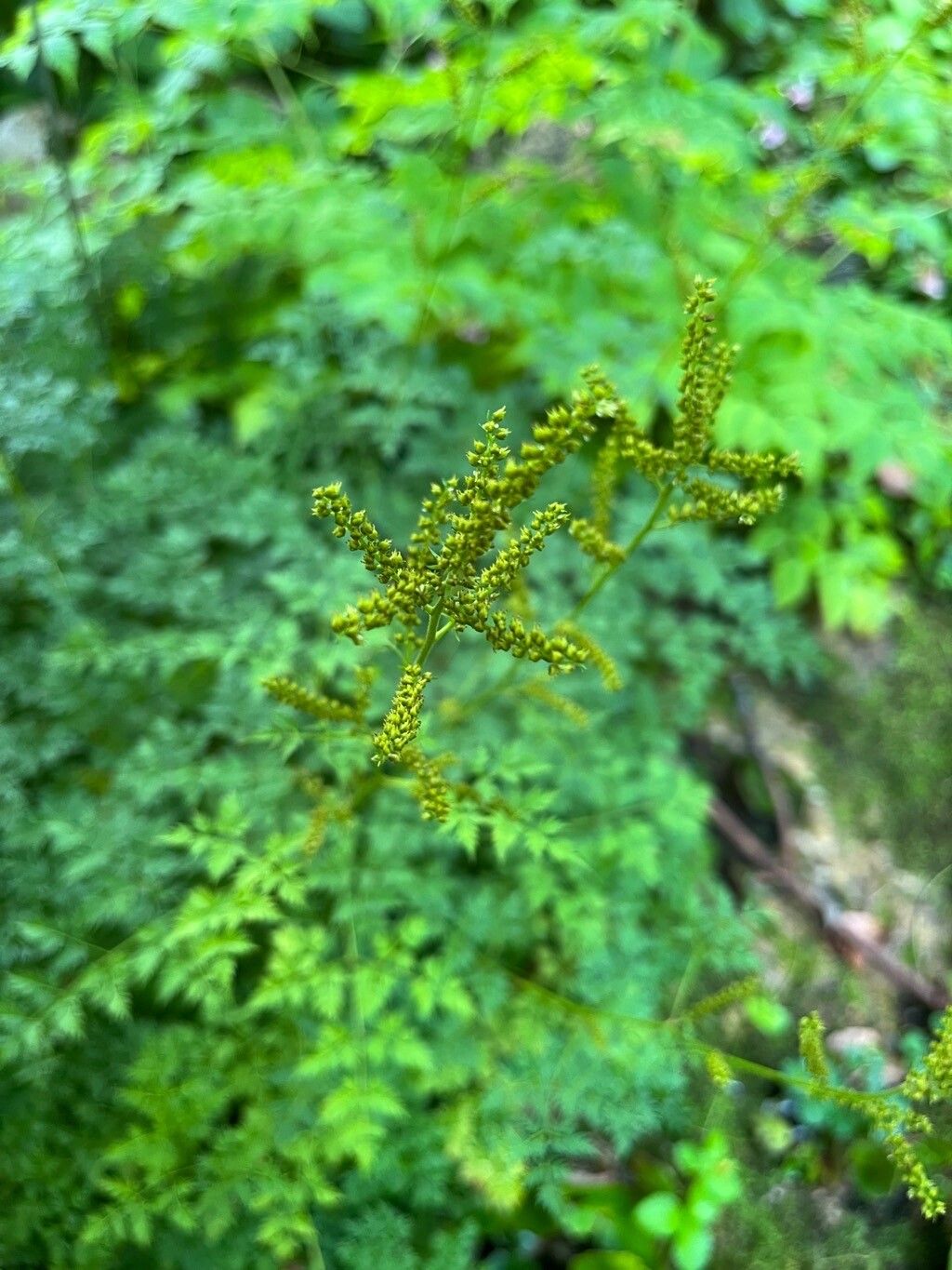Aruncus sylvester fruit