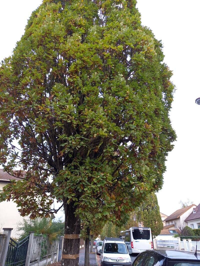 Quercus conferta — houseplant care guide