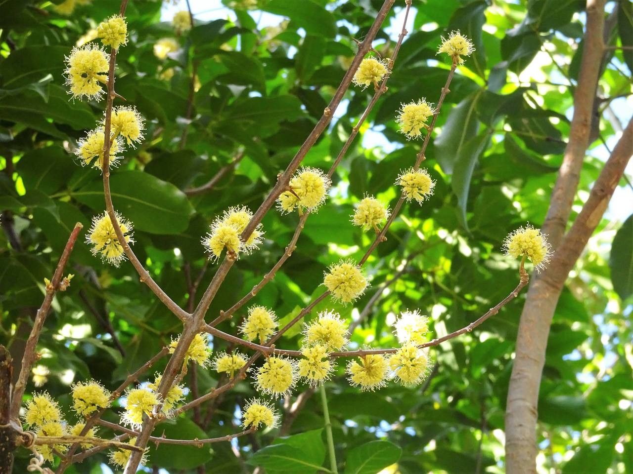Pisonia aculeata flower