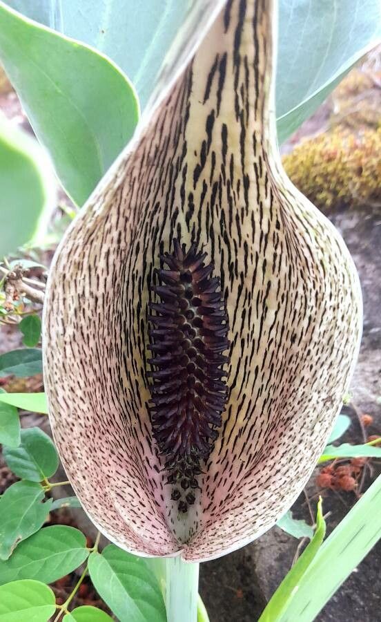 Synandrospadix vermitoxicus flower