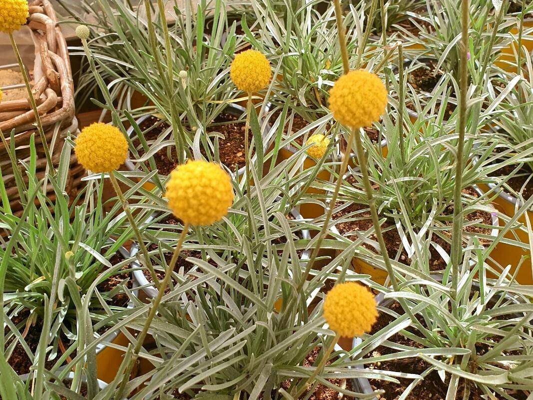 Pycnosorus globosus flower