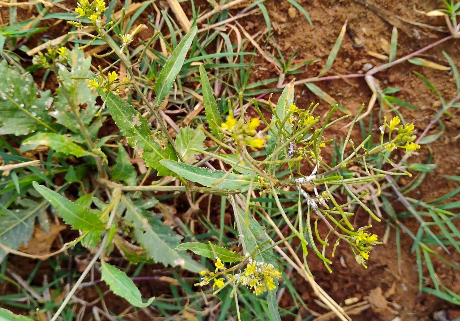 Rorippa indica flower