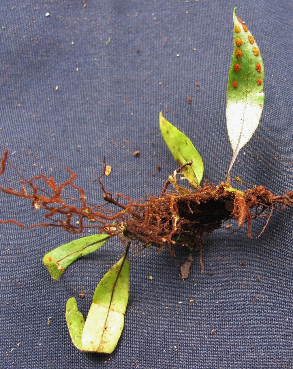 Pleopeltis astrolepis — related species from the same genus