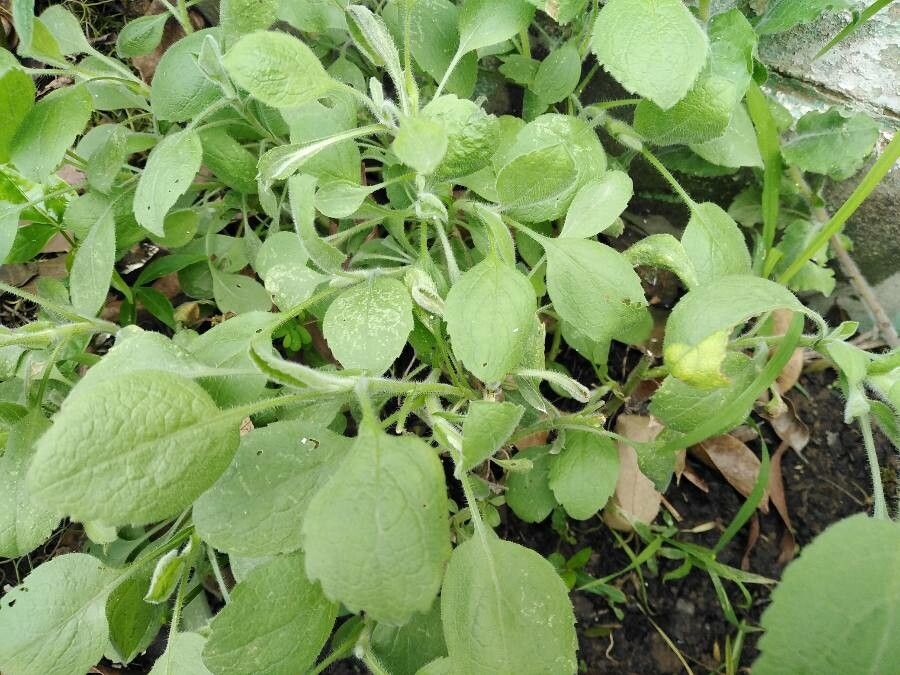 Arnica angustifolia leaf
