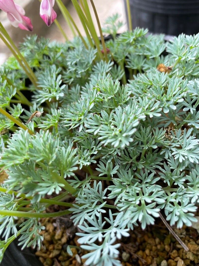 Dicentra peregrina — search result for 'Dicentra'