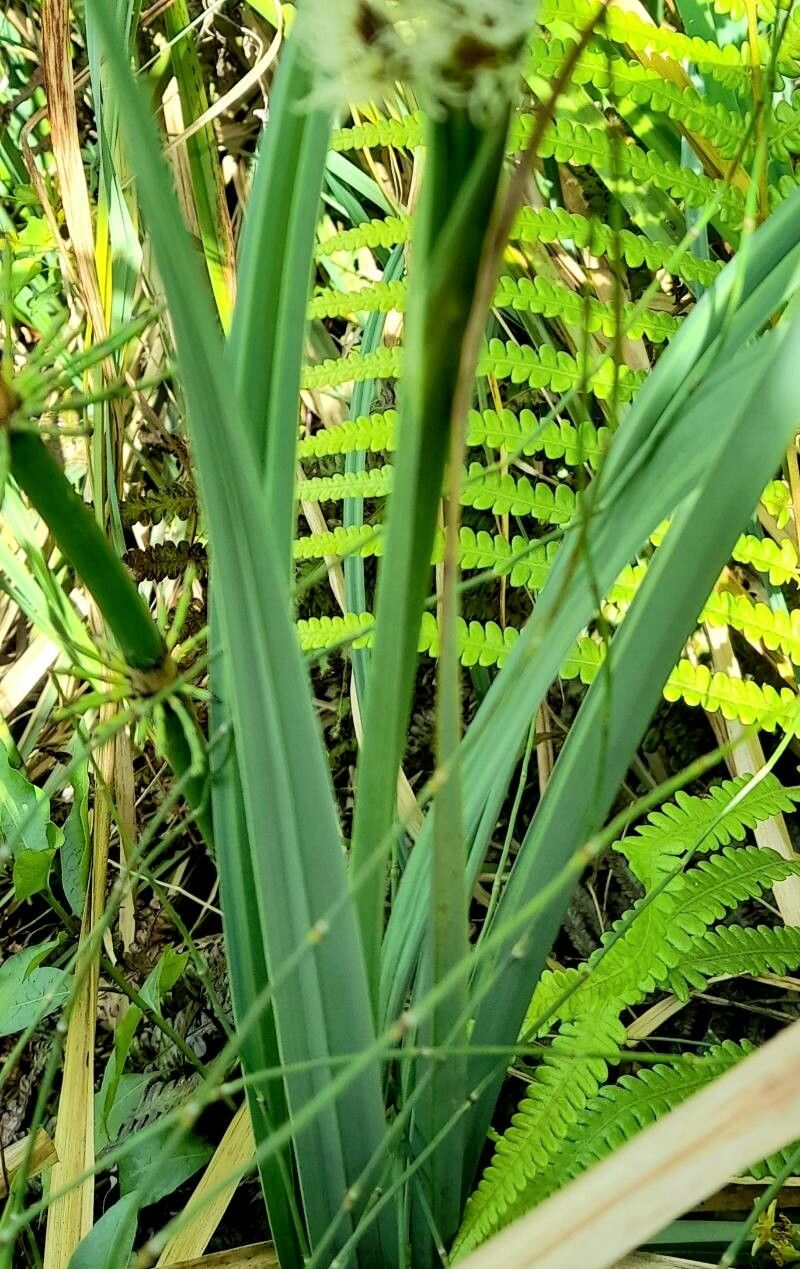 Carex chilensis — houseplant care guide