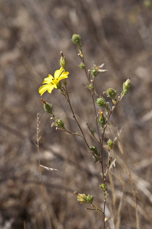 Lagophylla glandulosa flower
