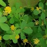 Trifolium dubium