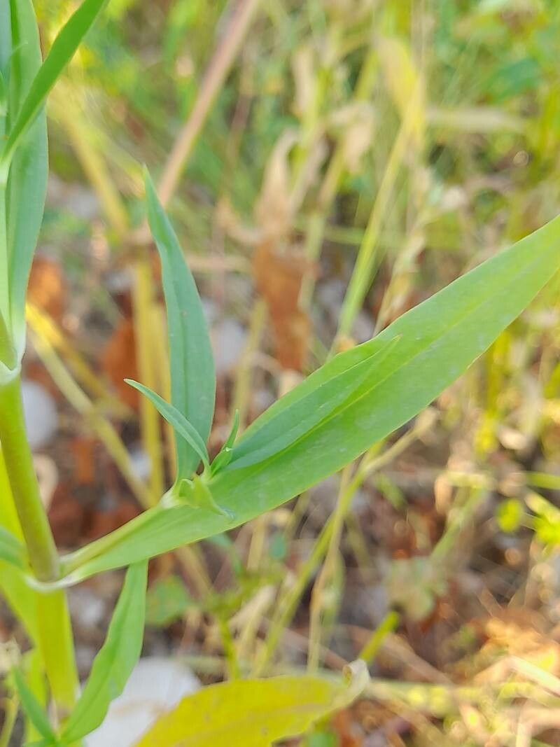 Gypsophila pilosa leaf