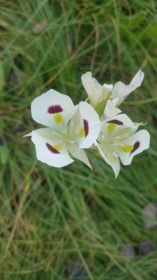Calochortus eurycarpus fruit