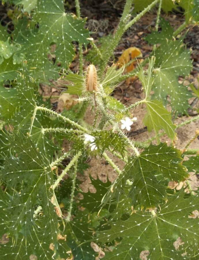 Cnidoscolus angustidens — related species from the same genus