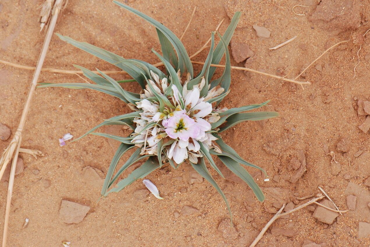 Colchicum gramineum — houseplant care guide
