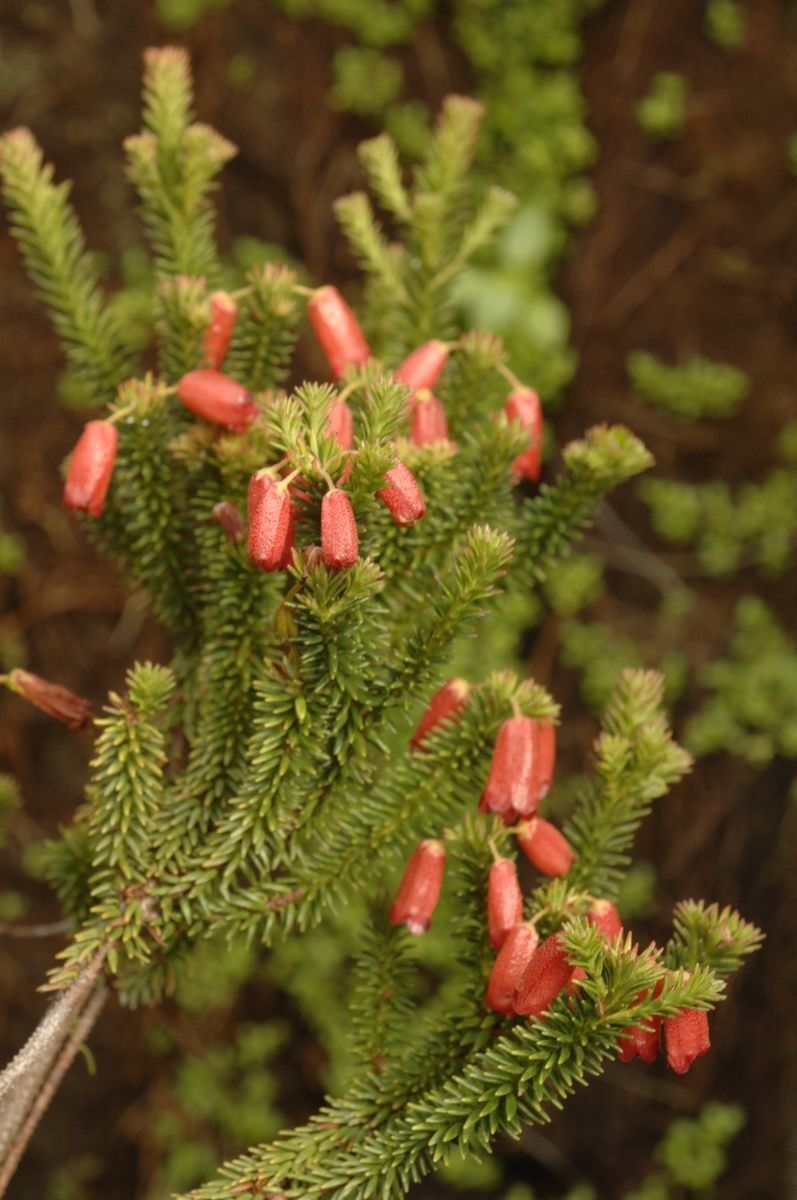 Rhododendron ericoides leaf