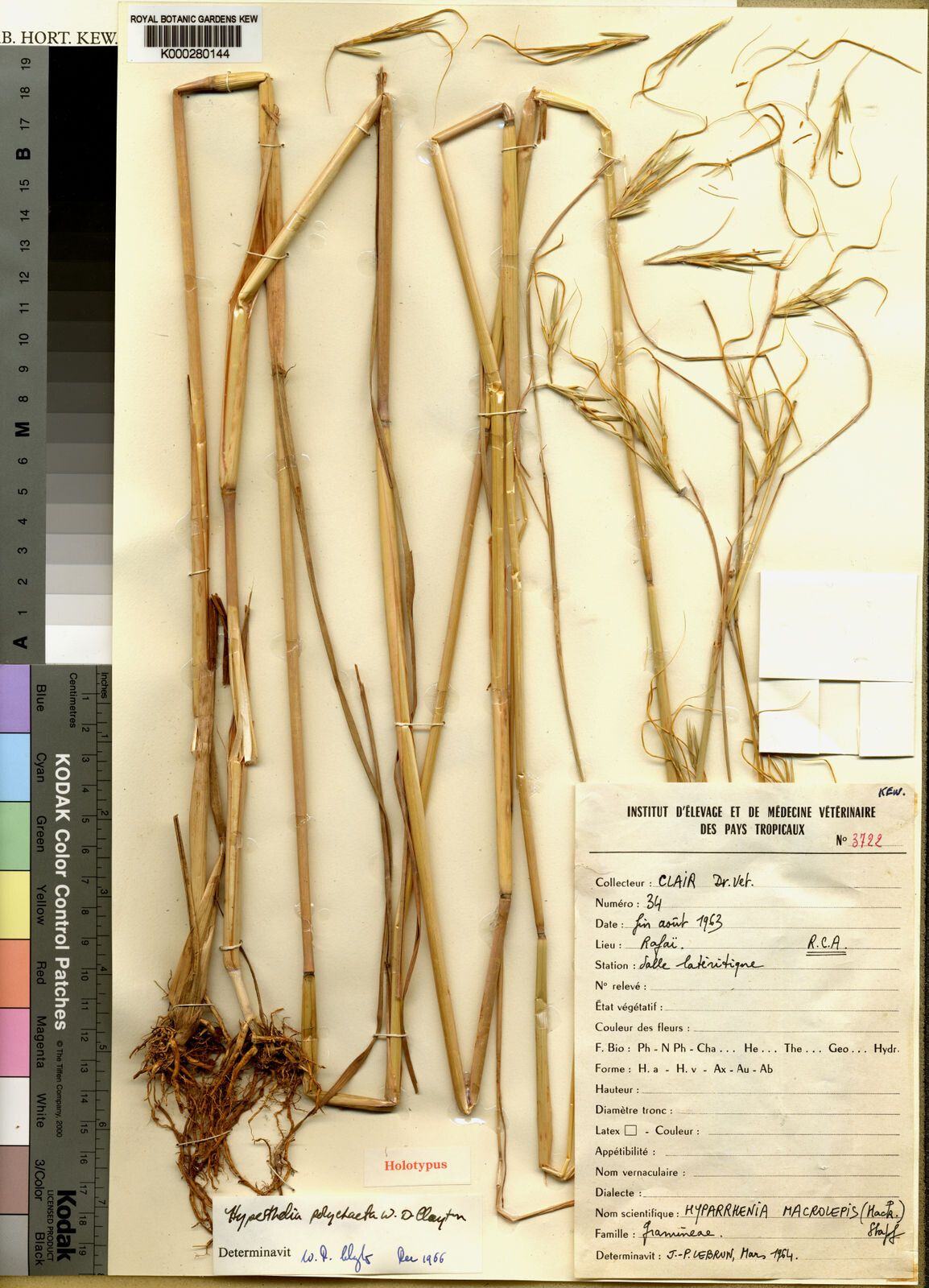 Hyperthelia polychaeta — related species from the same genus