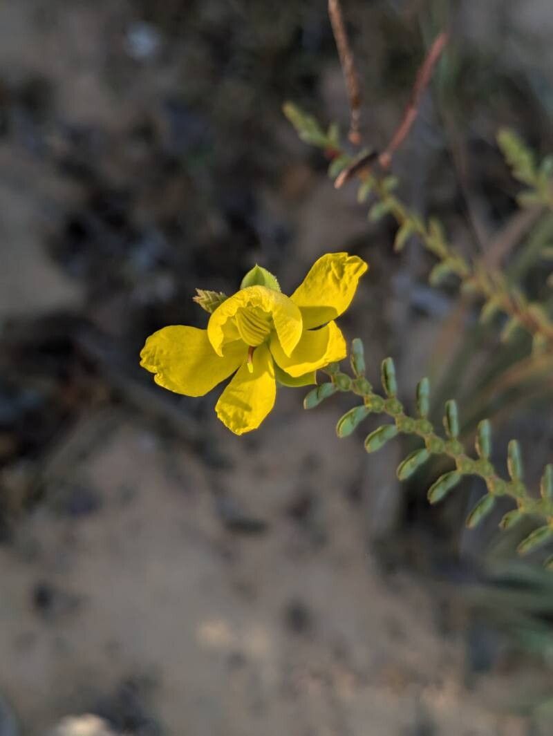 Chamaecrista ramosa flower