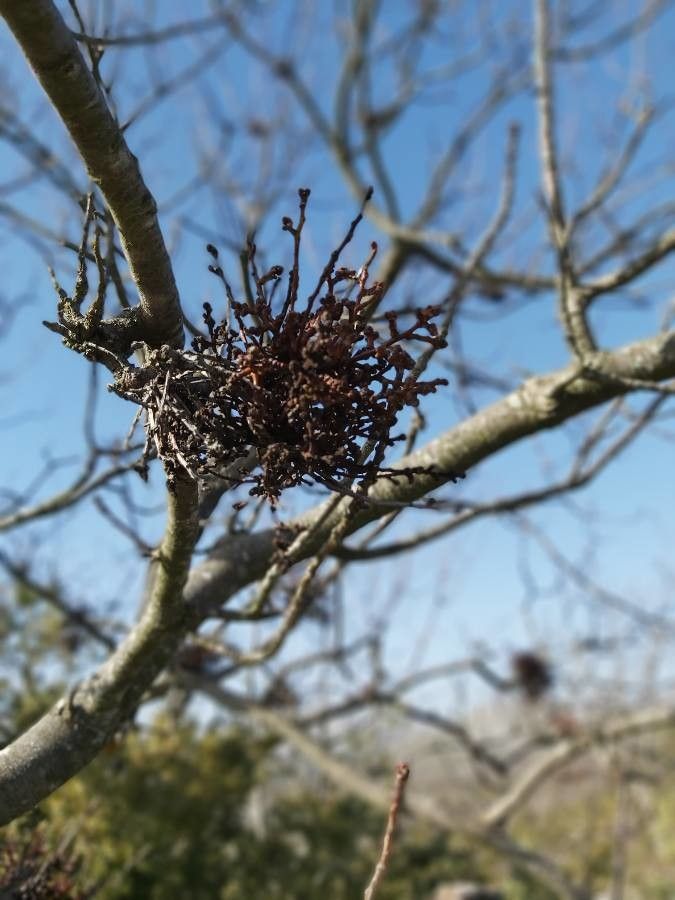 Phoradendron californicum flower