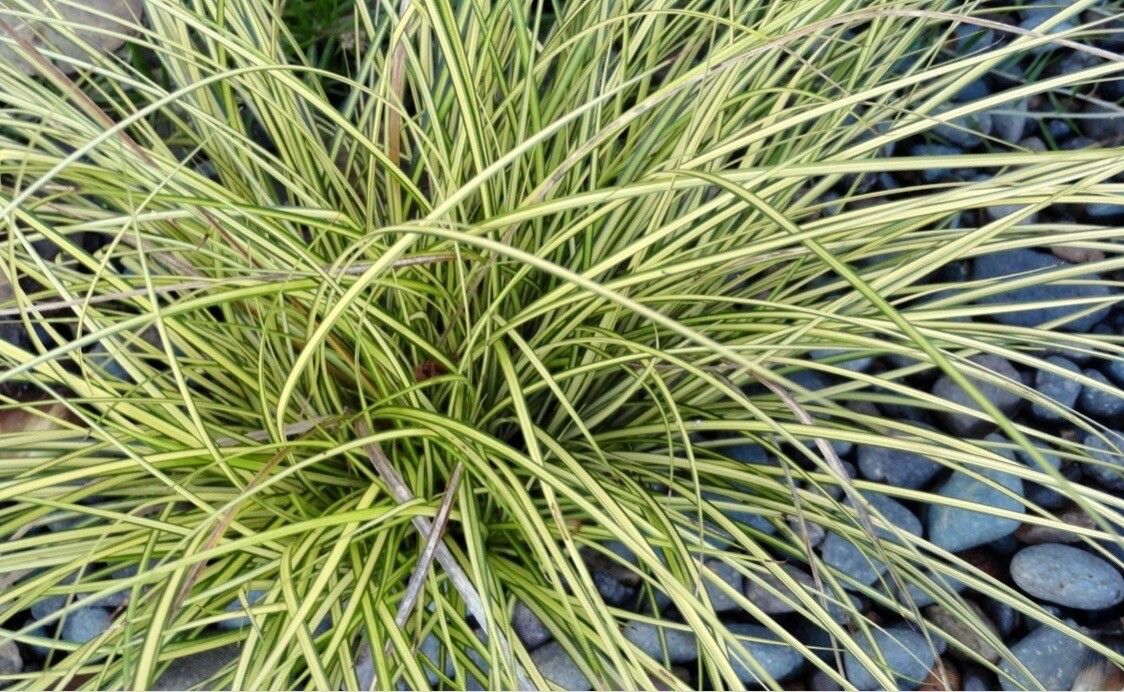 Carex brunnea — search result for 'Carex'
