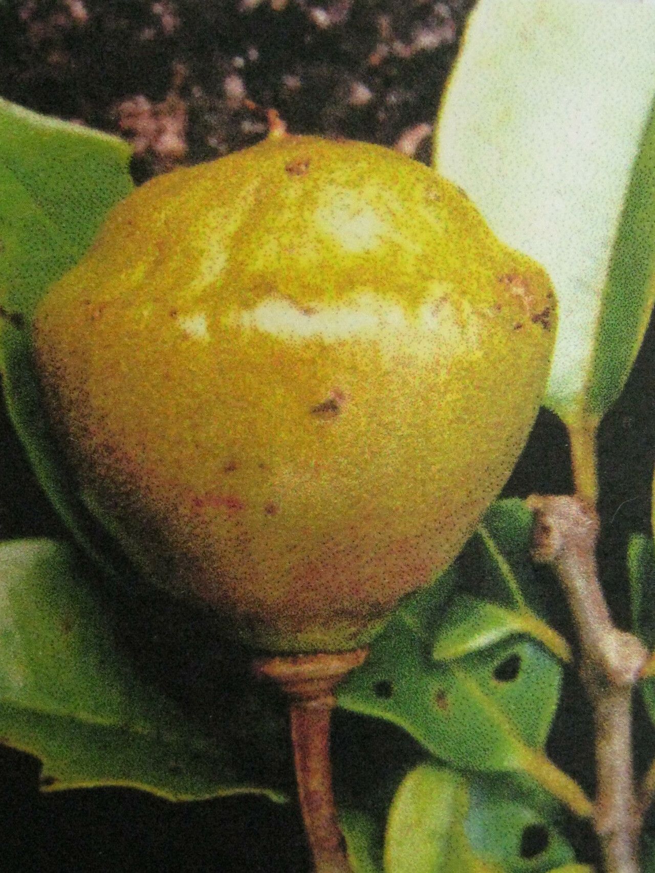 Lafoensia vandelliana — related species from the same genus