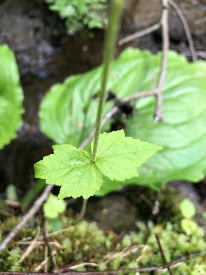 Mitella diphylla — related species from the same genus