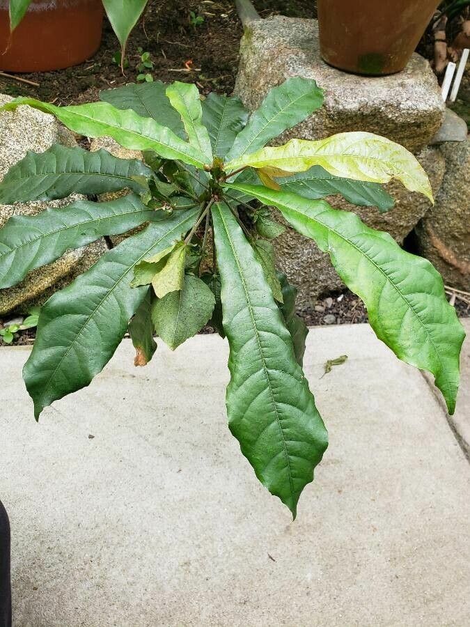 Dalechampia spathulata leaf