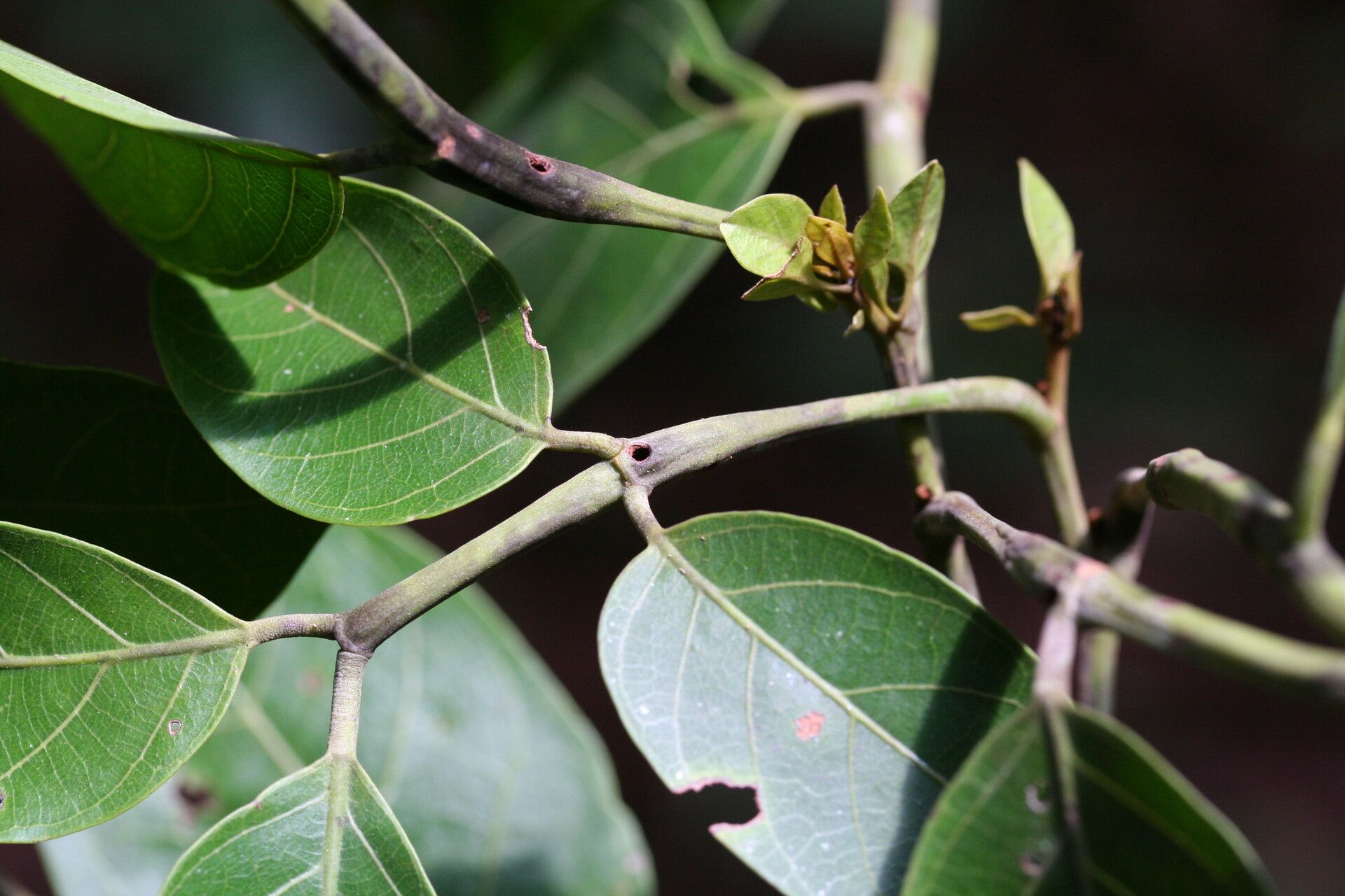 Tachigali paniculata leaf