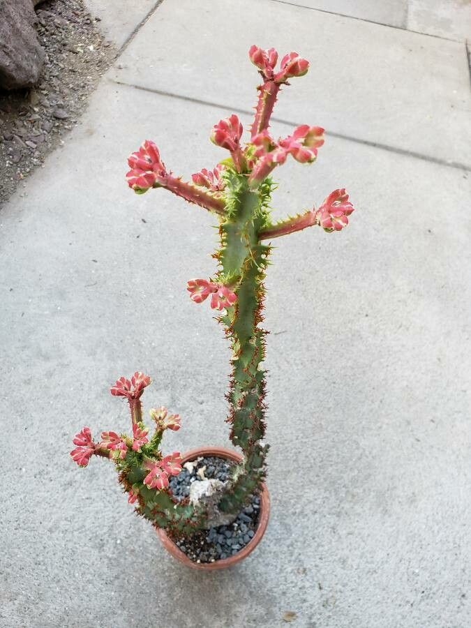 Euphorbia magnifica habit
