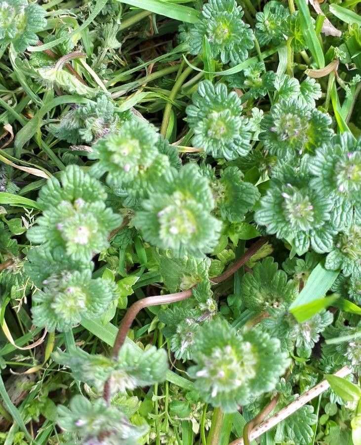 Aphanes australis — related species from the same genus