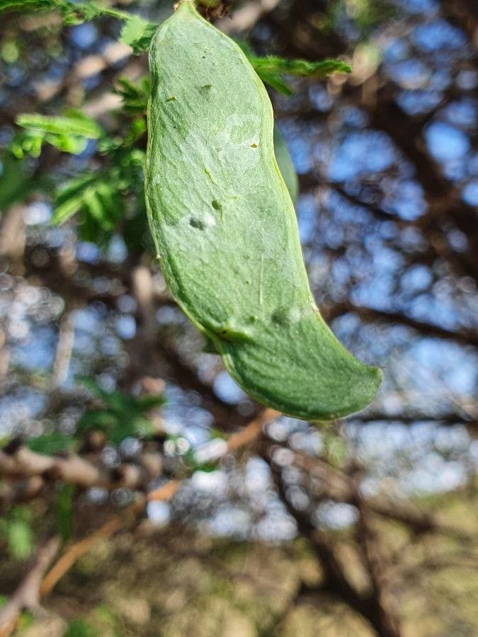 Acacia etbaica fruit