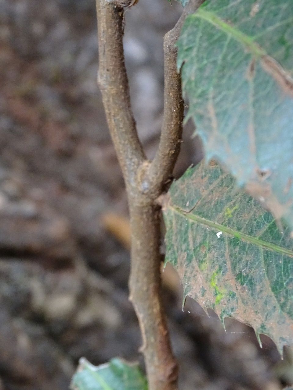 Rawsonia lucida bark