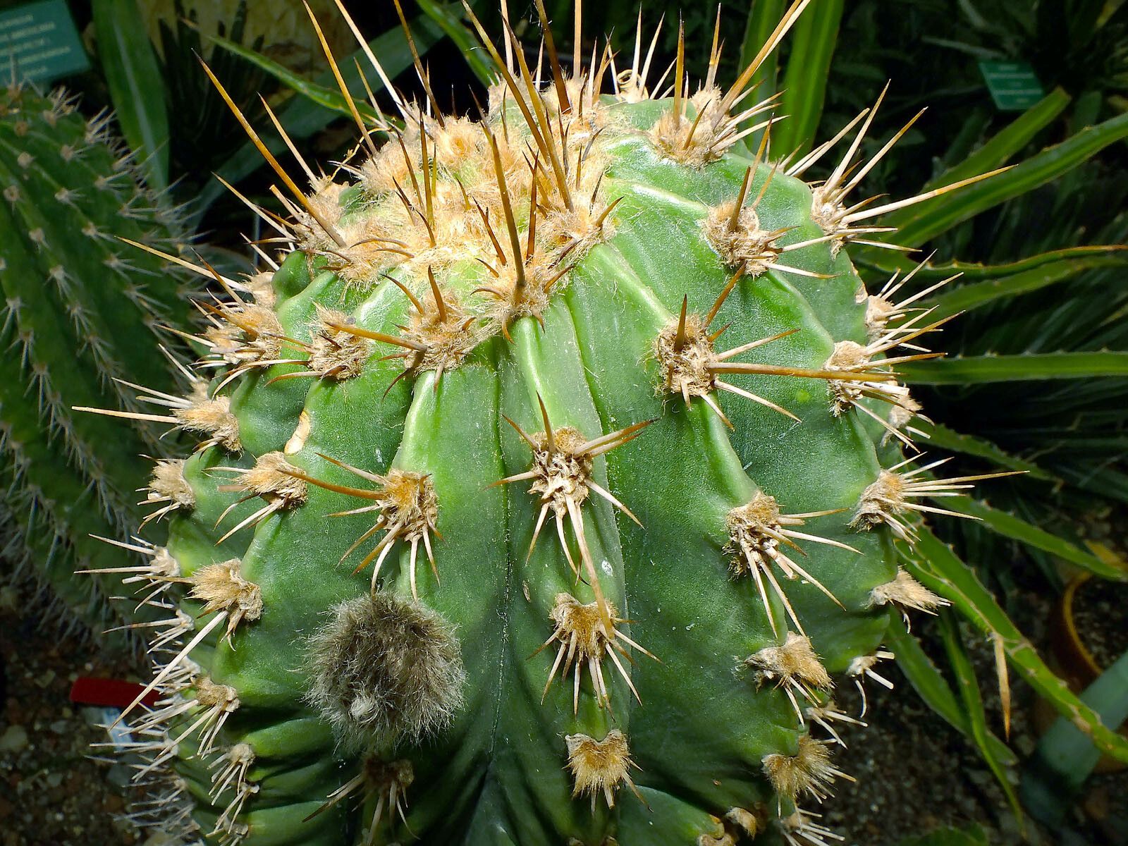 Echinopsis terscheckii — search result for 'Echinopsis'