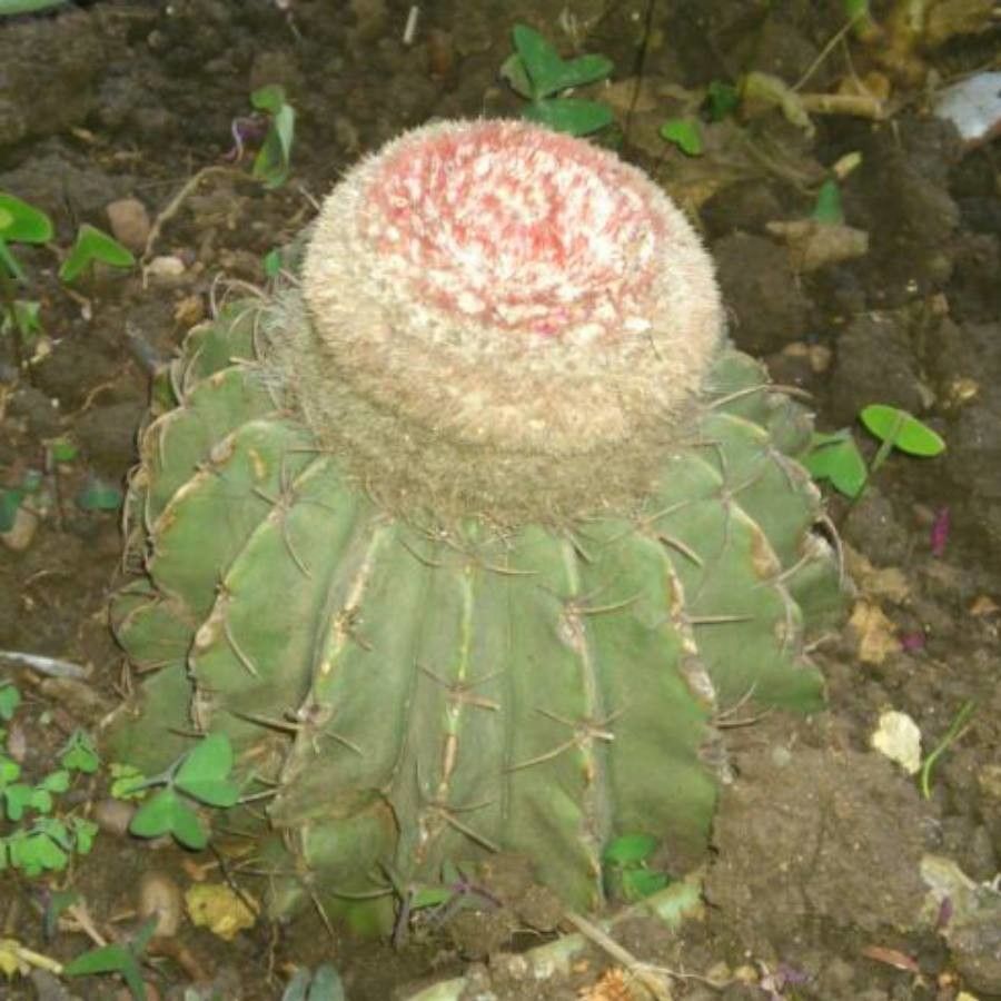 Melocactus peruvianus flower