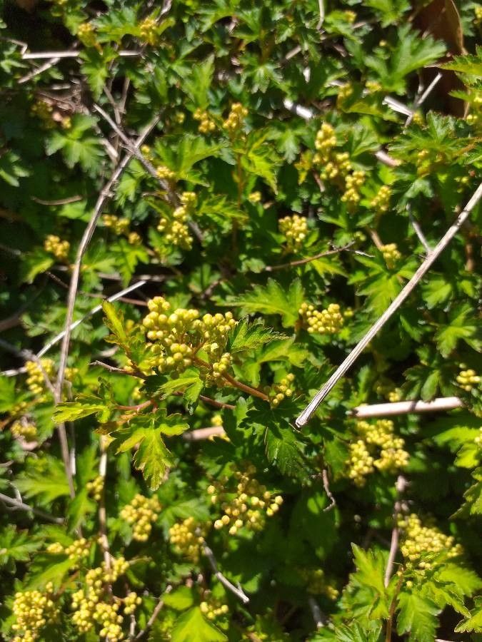 Stephanandra incisa flower