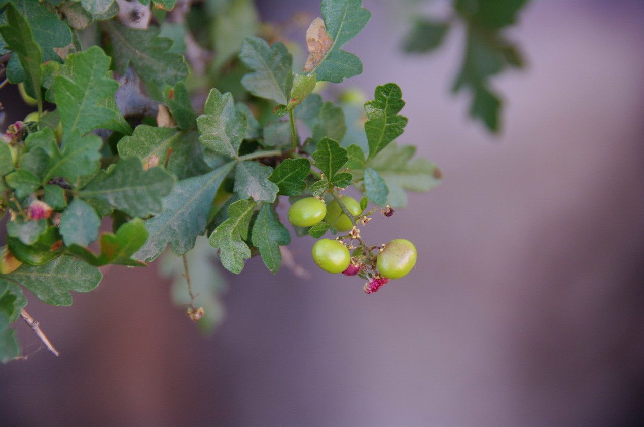 Searsia tripartita — houseplant care guide