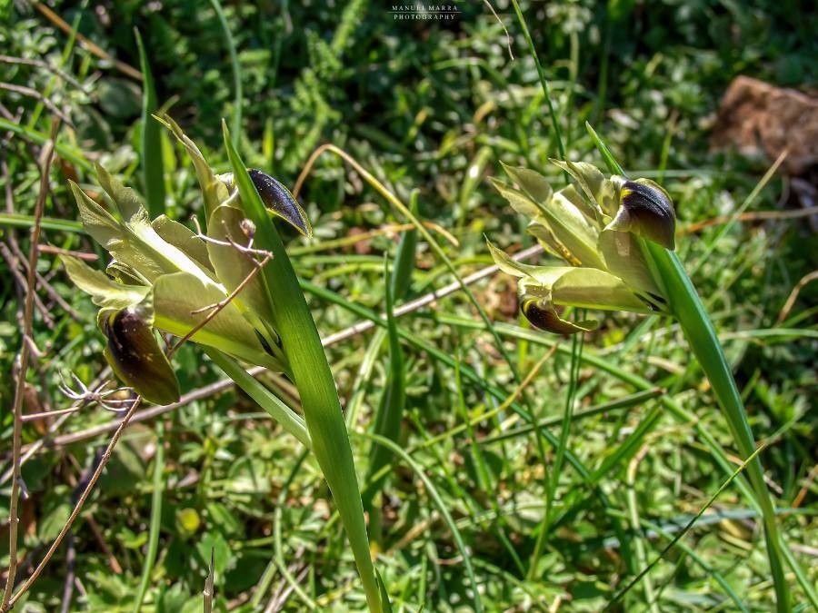 Hermodactylus tuberosus flower
